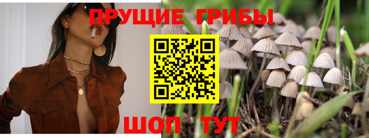 Галлюциногенные грибы Cubensis Удомля